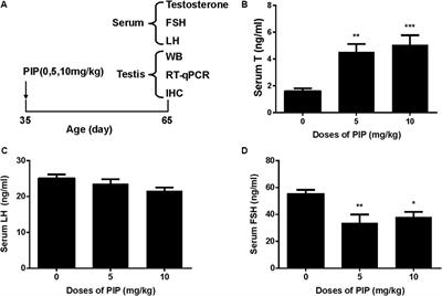 Diverged Effects of Piperine on Testicular Development: Stimulating Leydig Cell Development but Inhibiting Spermatogenesis in Rats